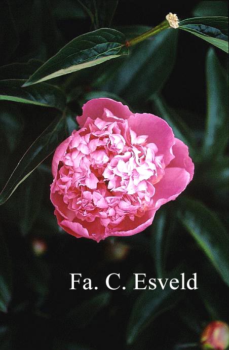 Paeonia 'Lady Anna'
