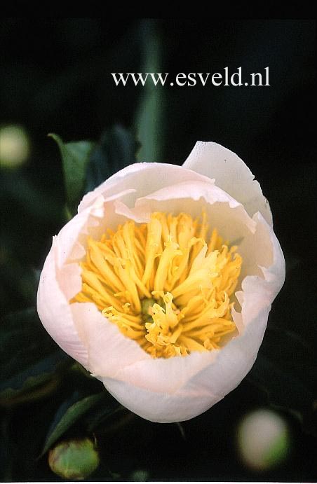 Paeonia 'Kakoden'