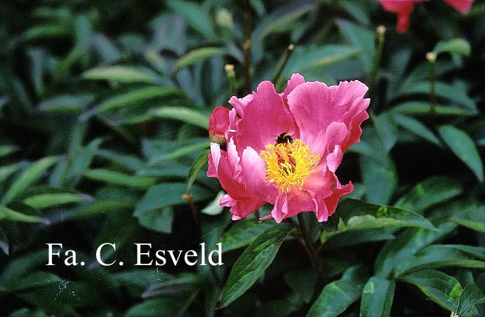 Paeonia 'Pierre Debatene'