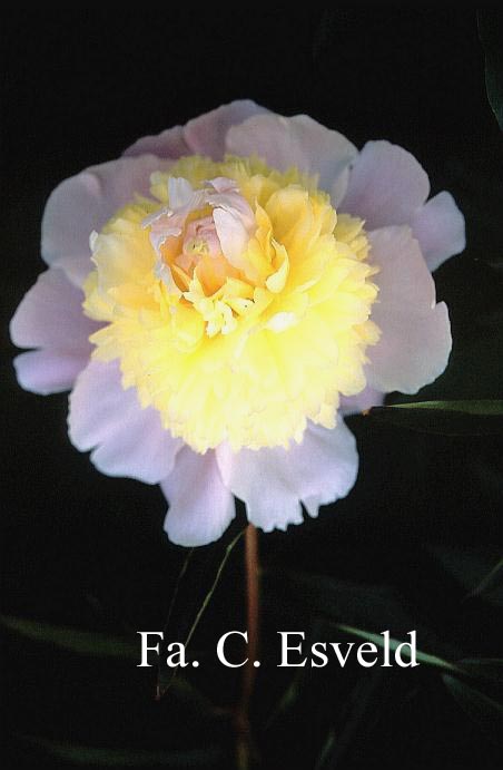 Paeonia 'Primevere'