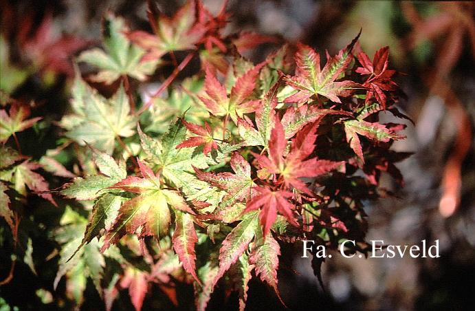 Acer palmatum 'Marakumo' (Hort. non Japan)