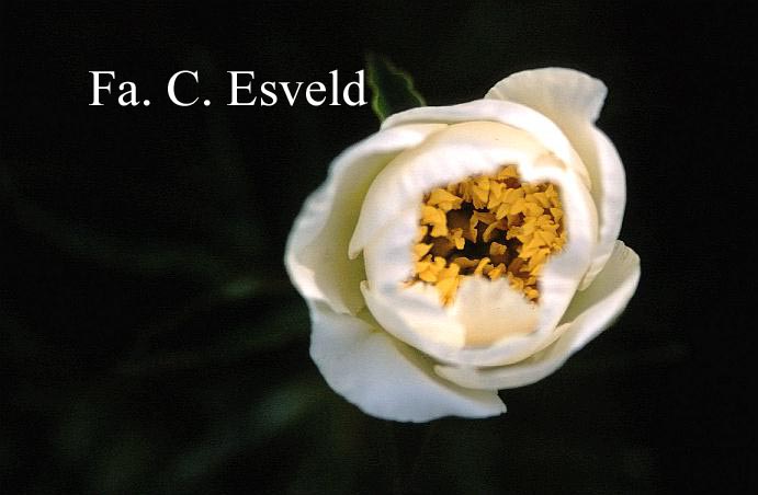 Paeonia 'Jan van Leeuwen'