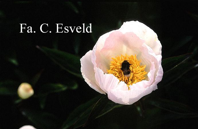 Paeonia 'Krinkled White'