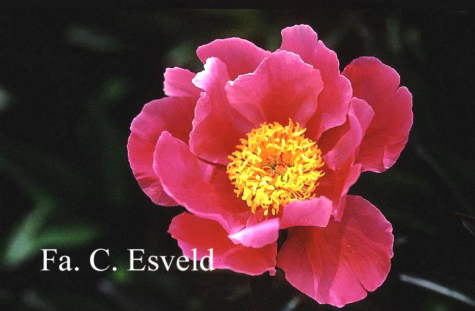 Paeonia 'L'Etincelante'