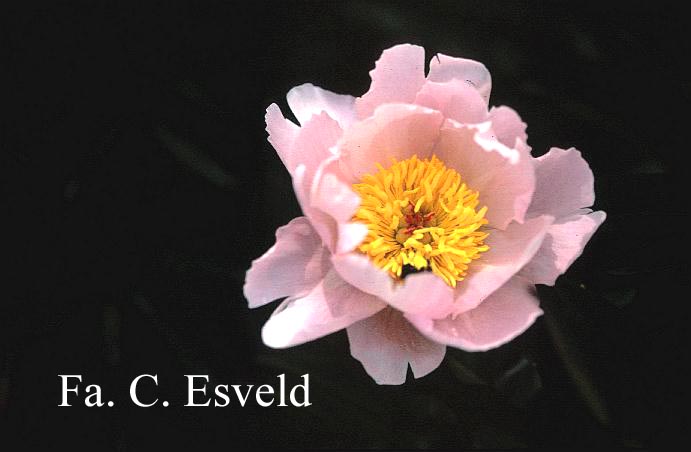 Paeonia 'Pink Delight'