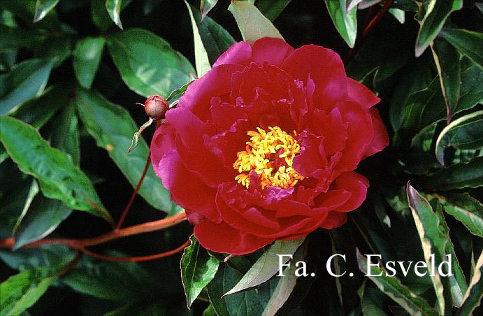 Paeonia 'Bunker Hill'