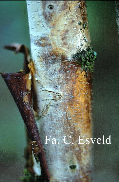 Betula albosinensis 'Bowling Green'