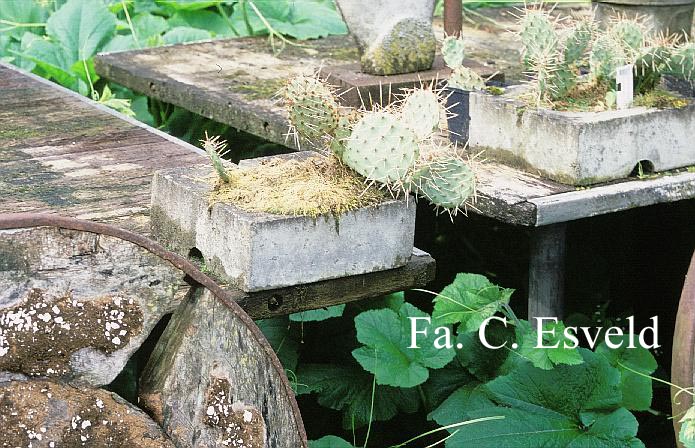 Opuntia humifusa