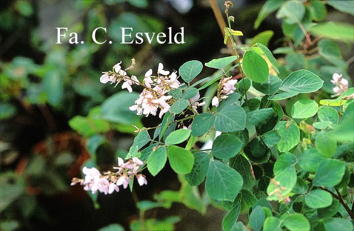 Desmodium elegans