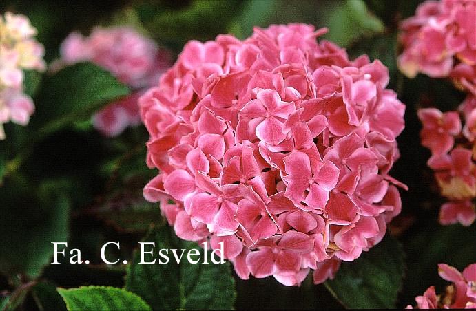 Hydrangea macrophylla 'Frau Taiko' (LADY TAIKO)