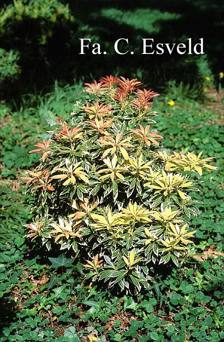 Pieris 'Flaming Silver'