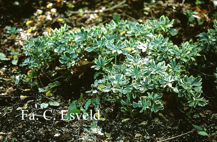 Pachysandra terminalis 'Variegata'