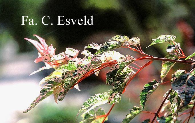 Acer rubescens 'Silver Cardinal'