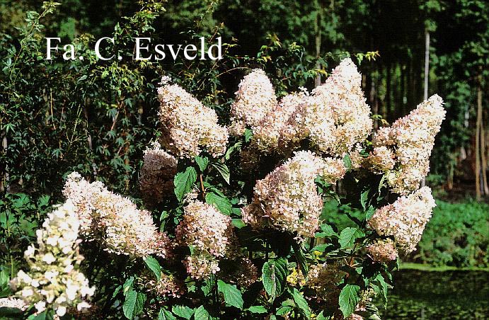 Hydrangea paniculata 'Megapearl'