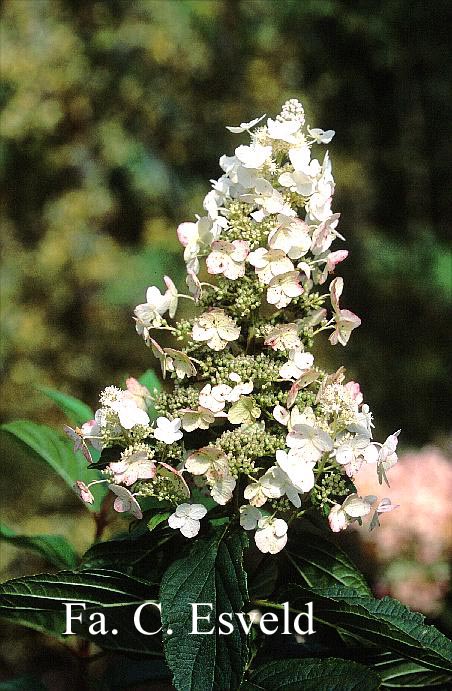 Hydrangea paniculata 'Pee Wee'