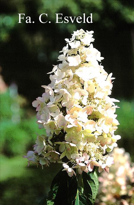 Hydrangea paniculata 'Evereste'