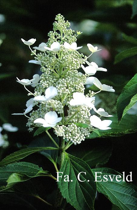 Hydrangea paniculata 'Papillon'