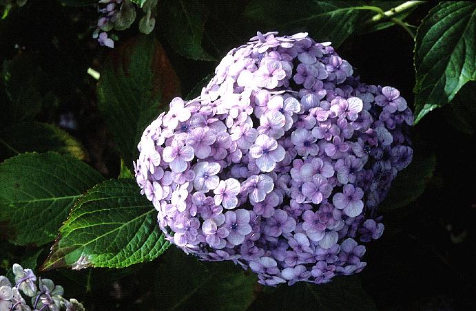 Hydrangea macrophylla 'Trebah Silver'