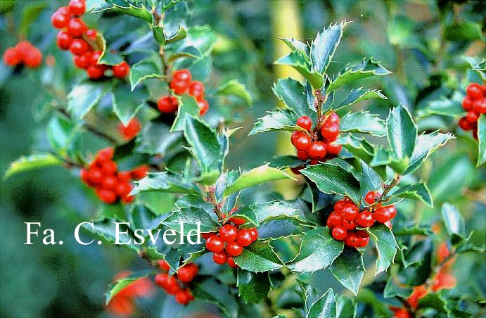 Ilex meserveae 'Blue Maid'