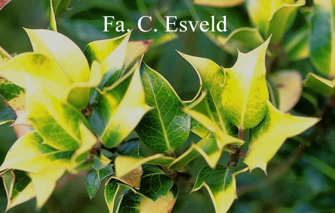 Ilex aquifolium 'Flavescens'
