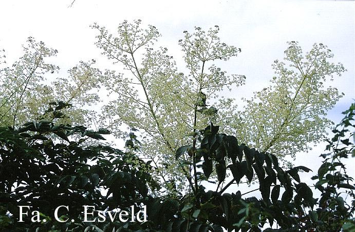 Aralia elata