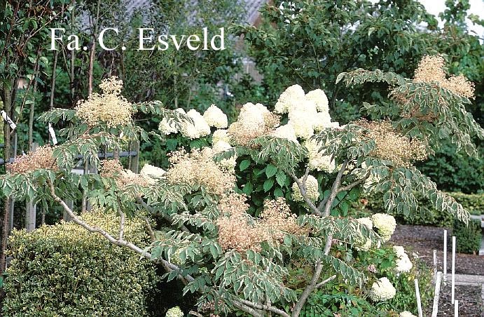 Aralia elata 'Variegata'