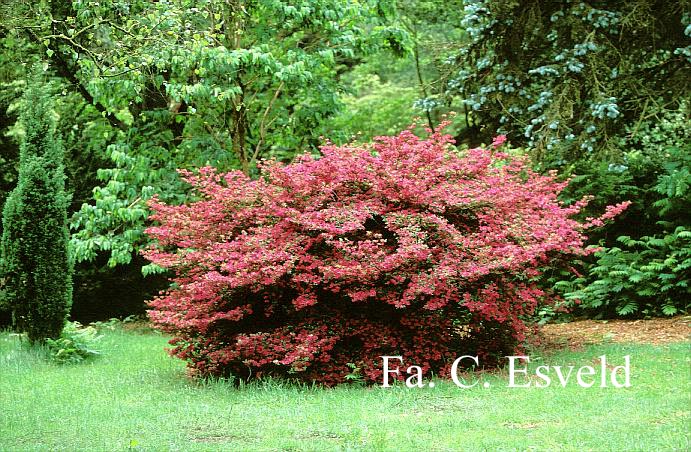 Azalea 'Amoenum'