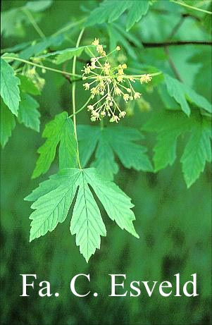 Acer heldreichii