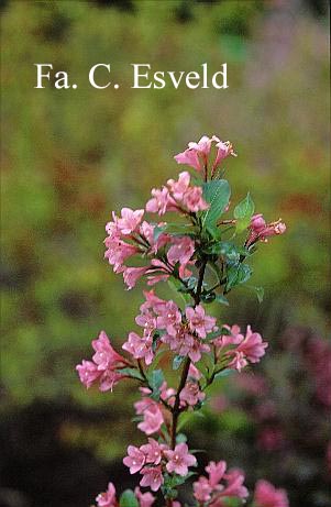 Weigela florida 'Tango'