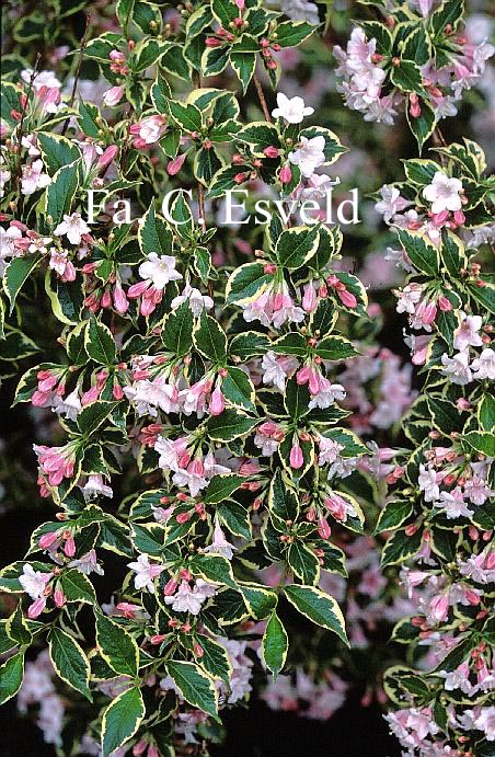 Weigela 'Nana Variegata'