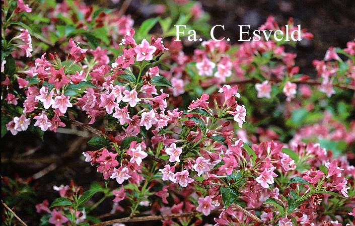 Weigela 'Boskoop Glory'
