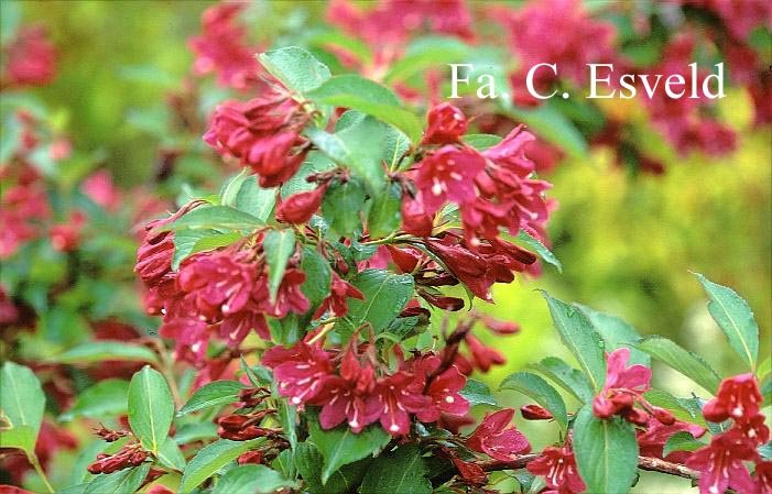 Weigela 'Courtared' (LUCIFER)