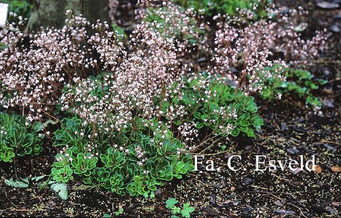 Saxifraga urbium