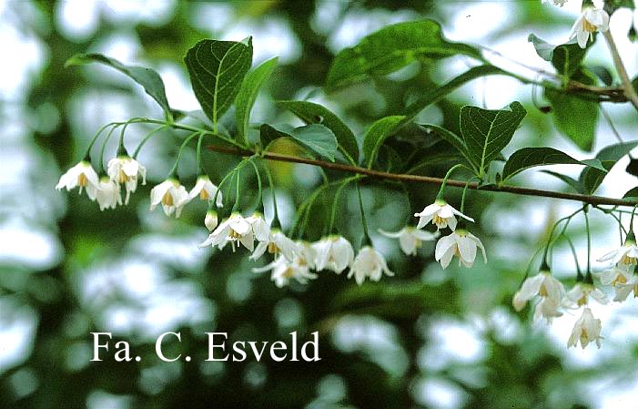 Styrax hookeri var. yunnanensis