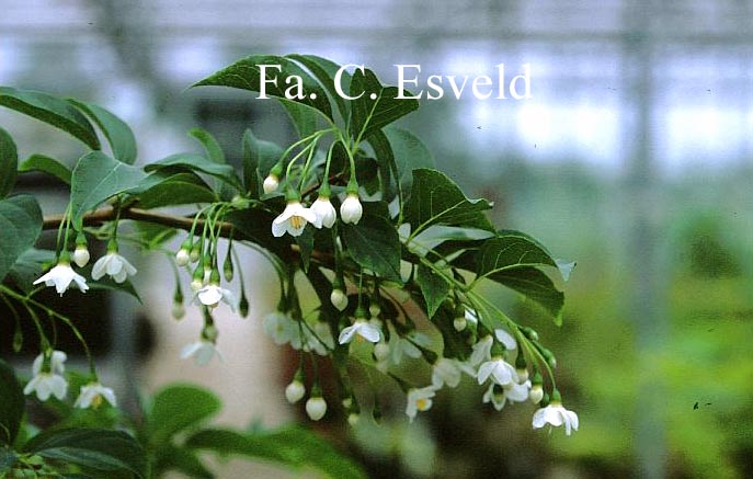 Styrax japonicus 'Issai'