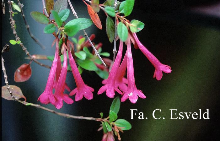 Abelia floribunda