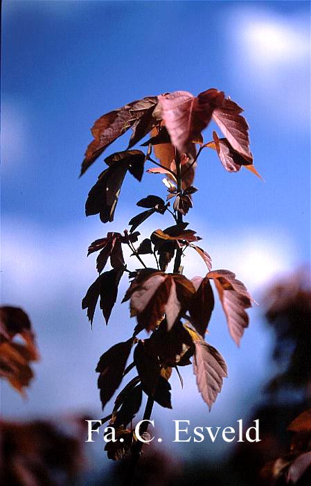 Acer negundo 'Sensation'