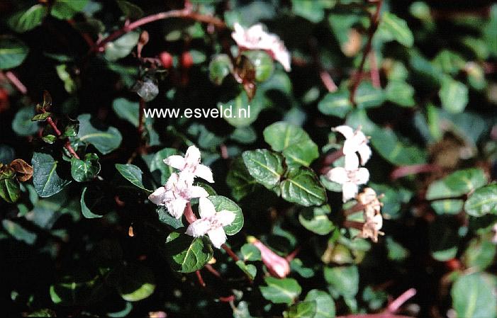 Mitchella repens