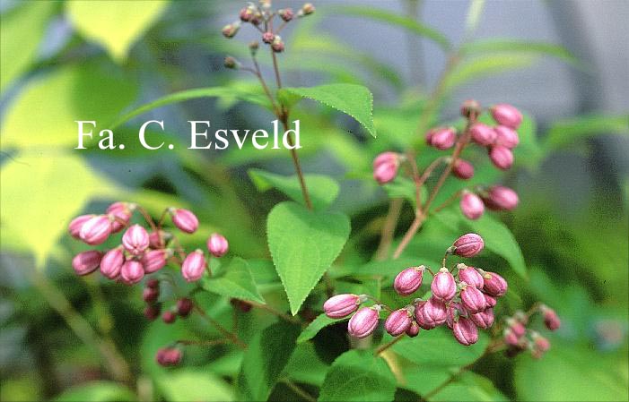 Deutzia hybrida 'Strawberry Fields'