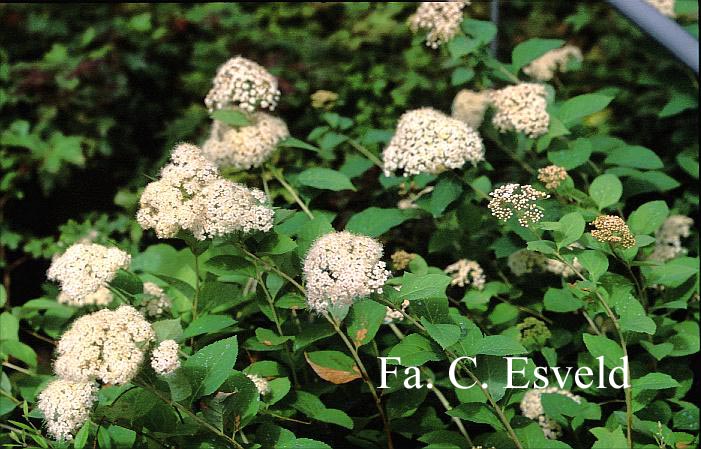 Spiraea corymbosa 'Ziggy Stardust'