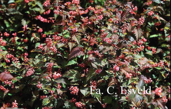 Neillia affinis