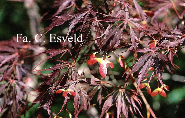 Acer palmatum 'Tamuke yama'