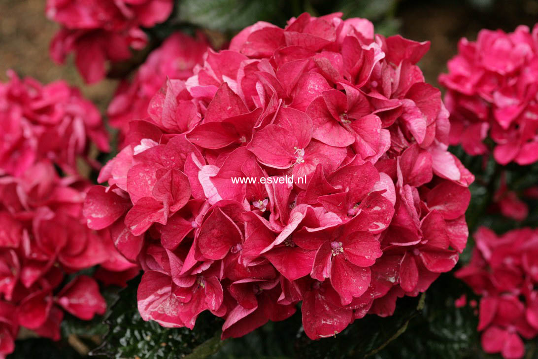  van Hydrangea macrophylla Merveille Sanguine  www.esveld.nl