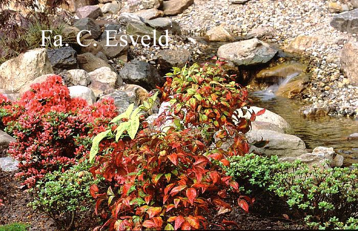 Nandina domestica 'Fire Power'