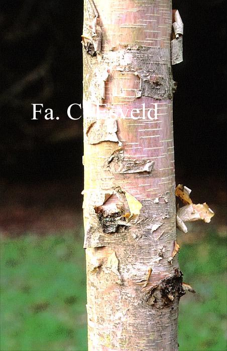 Betula costata