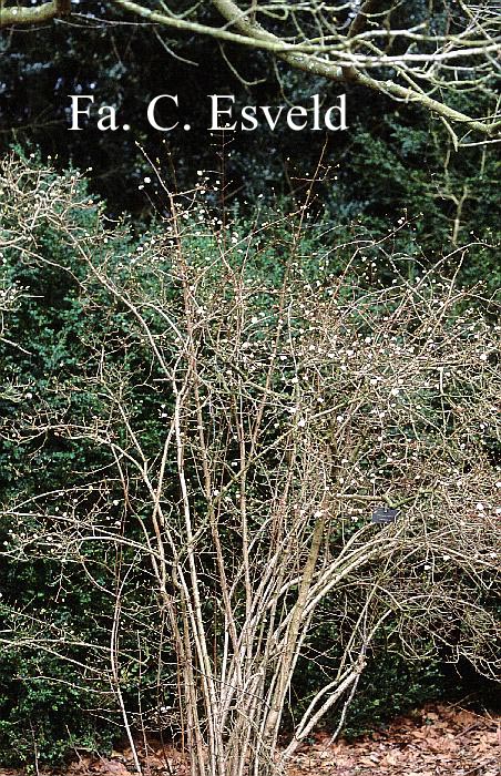 Viburnum farreri 'Candidissimum'