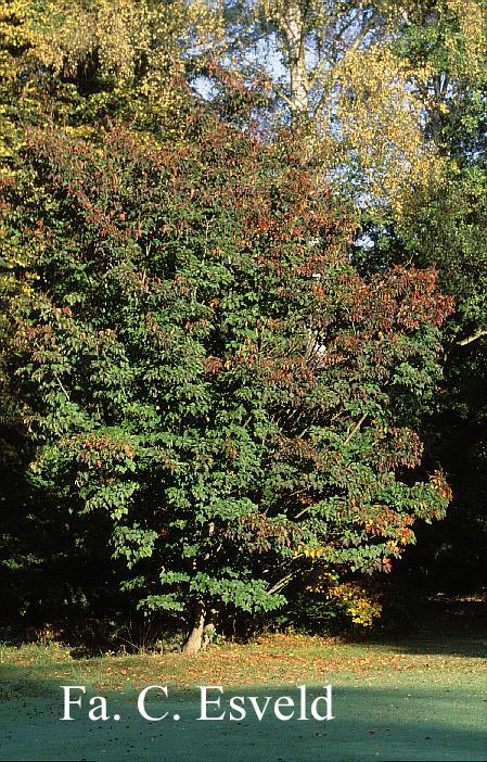 Viburnum opulus 'Roseum'