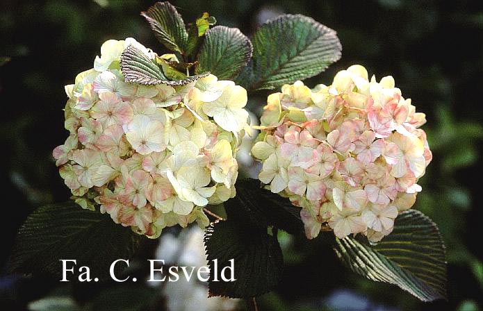 Viburnum plicatum 'Grandiflorum'