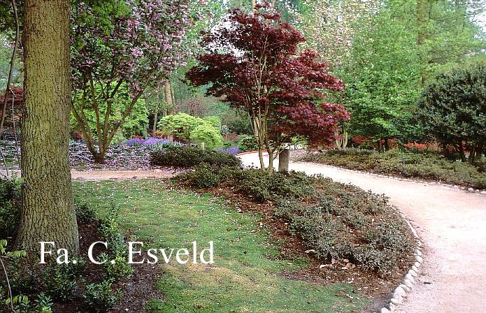 Acer palmatum 'Atropurpureum'