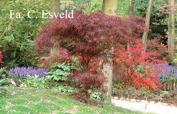 Acer palmatum 'Pung Kill'